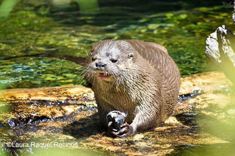 自然节日2018世界水獭日